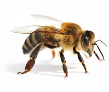 Honeybees on comb