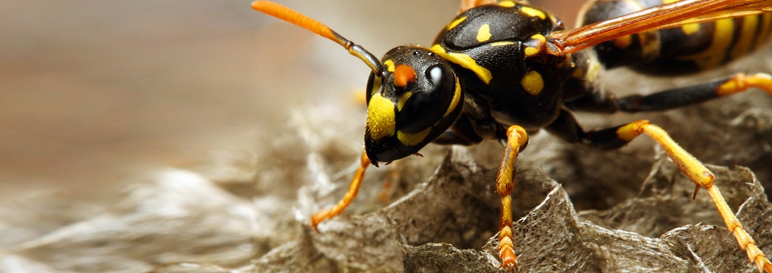Wasp nest removal carried out by a fully equipped technician