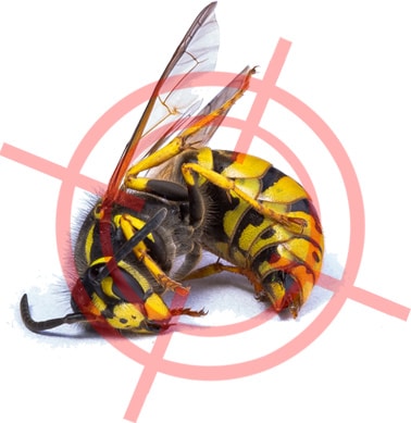 dead wasp